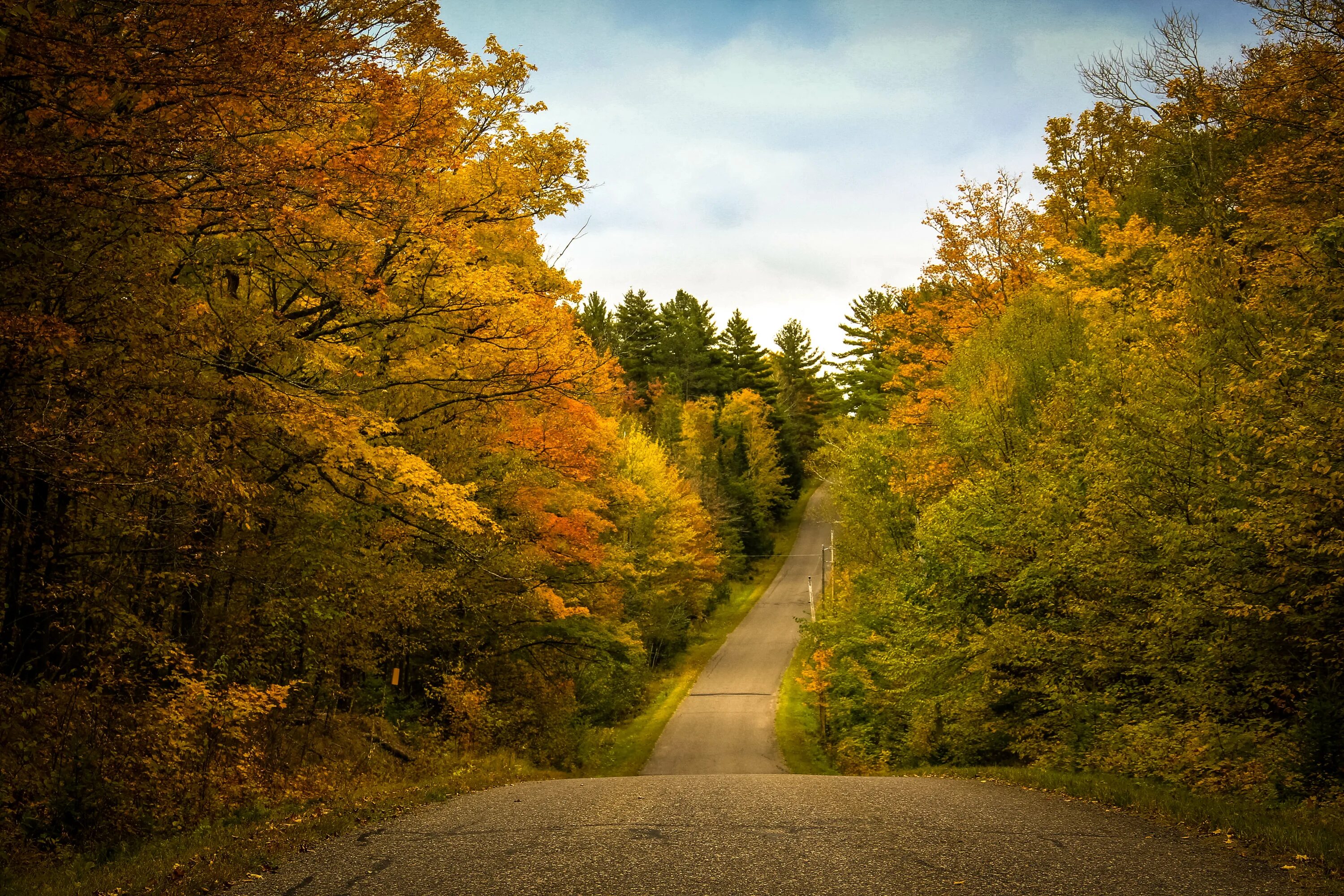 Лесная дорога осенью фото Wallpaper : leaf, nature, autumn, yellow, path, vegetation, wilderness, tree, sk
