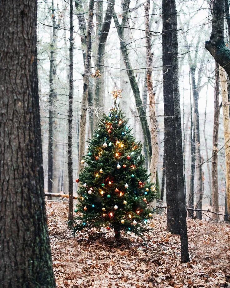 Лесная елка фото Consulta fotos y vídeos de Instagram de Sarah Vickers (@sarahkjp) Christmas, Out