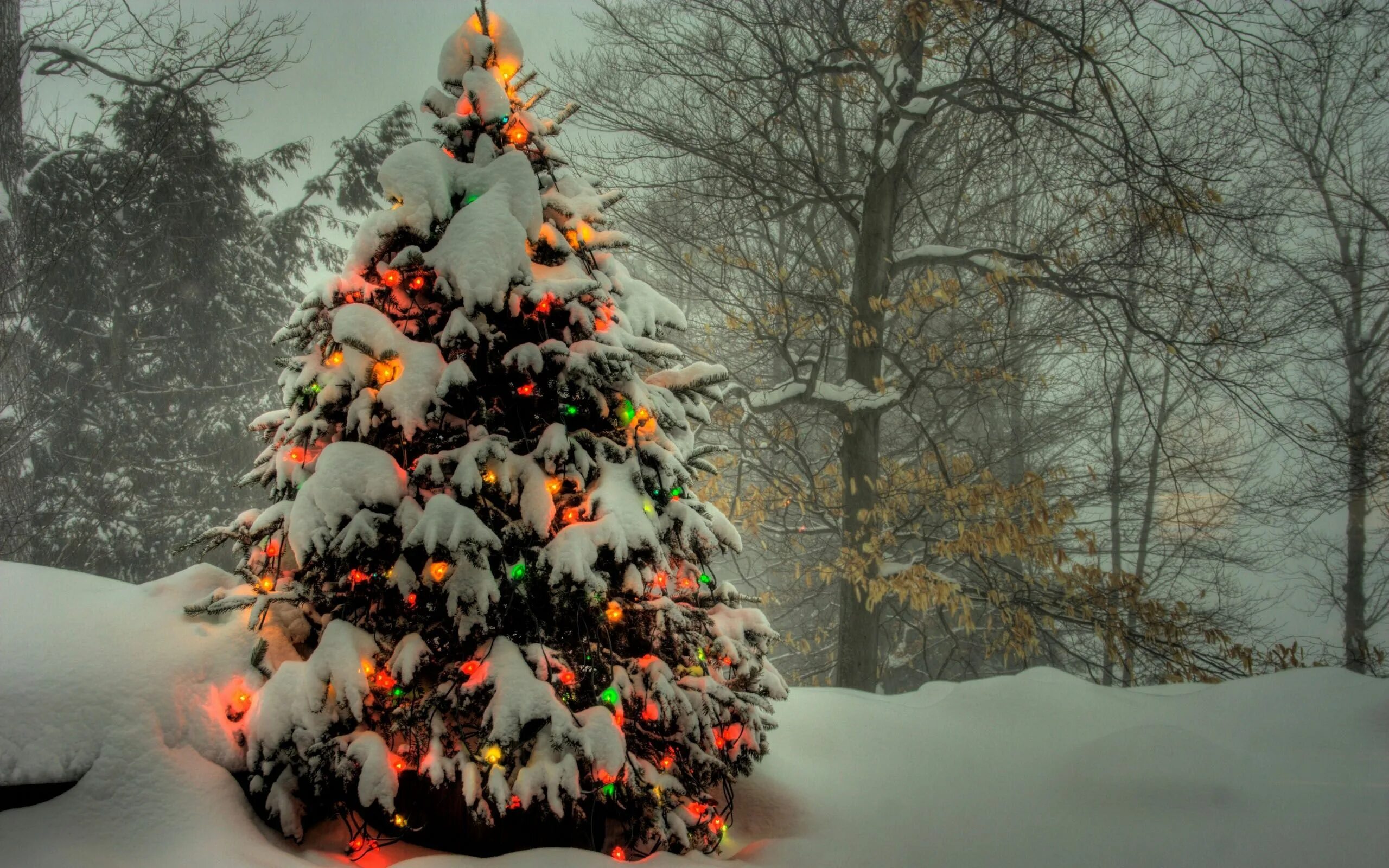 Лесная елка фото Картинки по запросу красивые новогодние фото Christmas tree wallpaper, Outdoor c