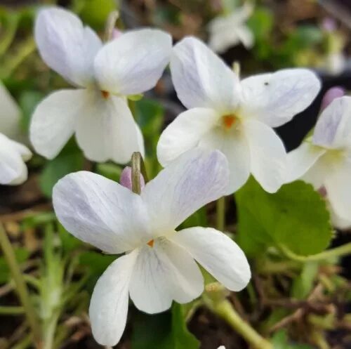 Лесная фиалка фото белая Viola odorata 'Alba' Farmyard Nurseries