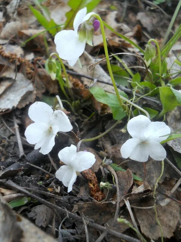Лесная фиалка фото белая Viola hirta - Image of an specimen - Plantarium