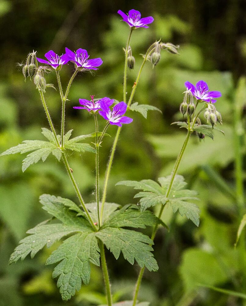 Лесная герань фото цветка Geranium sylvaticum - Image of an specimen - Plantarium