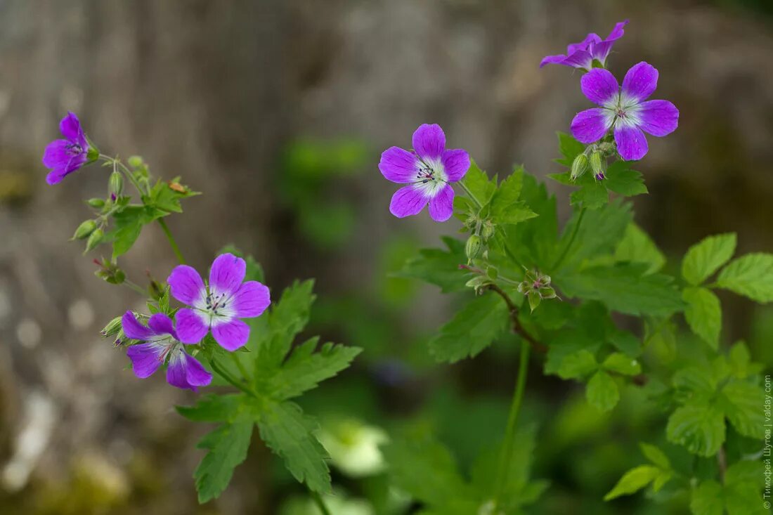 Лесная герань фото цветка Род Герань (Geranium)