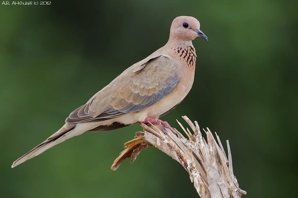 Лесная горлица фото Laughing Dove The Laughing Dove (Spilopelia senegalensis) . Flickr