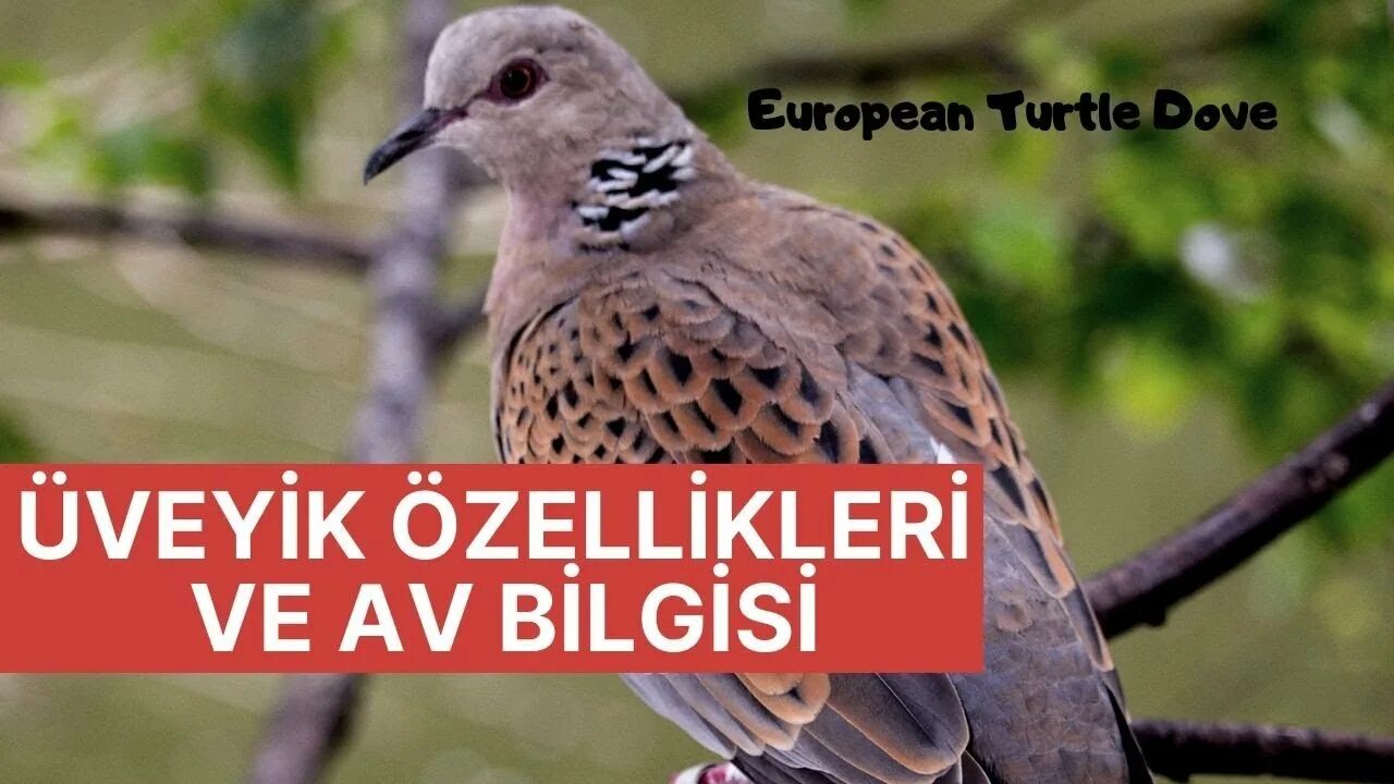 Лесная горлица фото ÜVEYİK ÖZELLİKLERİ VE AV BİLGİSİ - YouTube