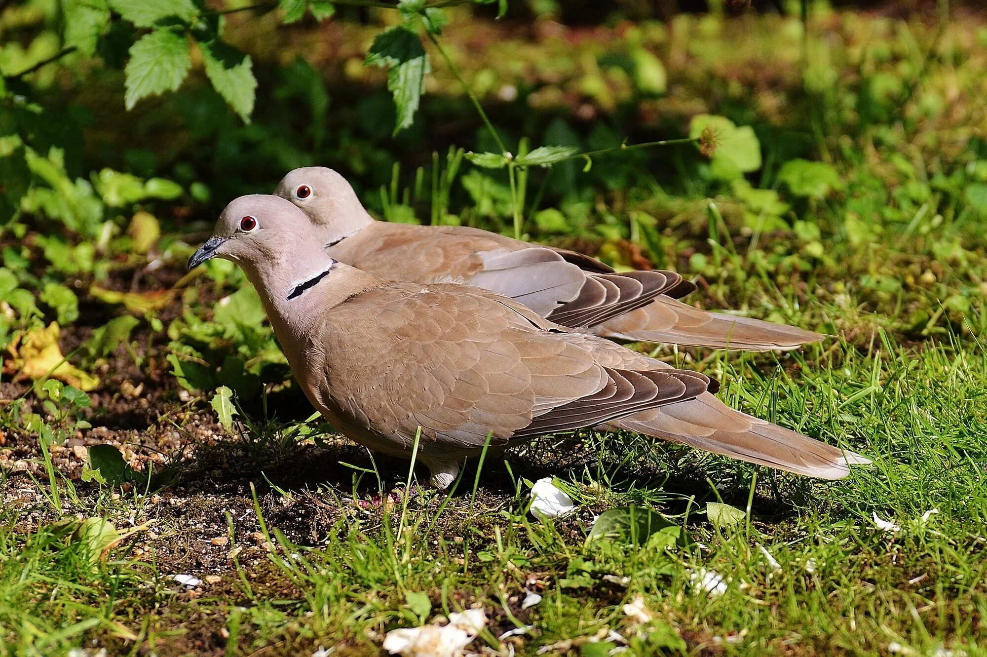 Лесная горлица фото Free Images : nature, grass, wing, fly, wildlife, beak, couple, feather, fauna, 