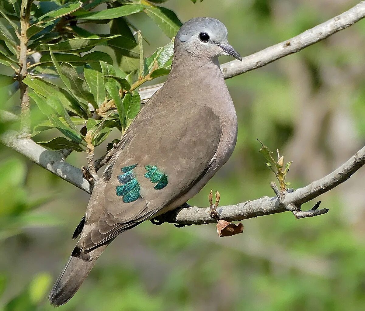 Лесная горлица фото Emerald-spotted wood dove - Wikipedia