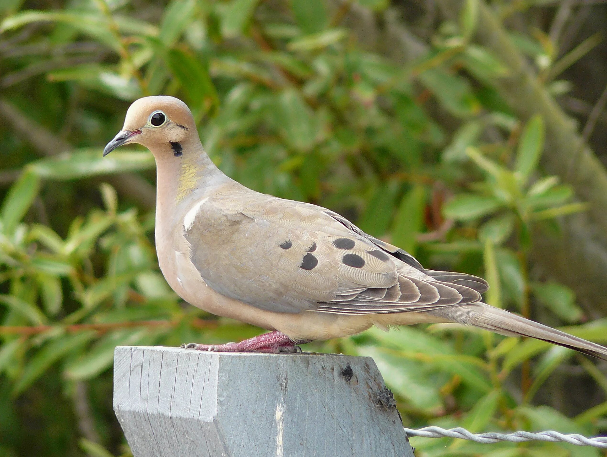 Лесная горлица фото Free Images : bird, wildlife, beak, fauna, vertebrate, mourningdove, pigeons and