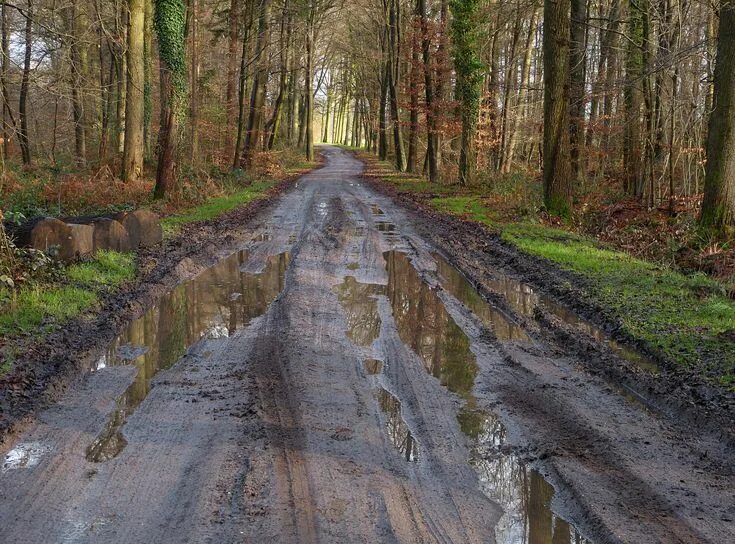 Лесная грязевая дорога фото Wet Paisagens