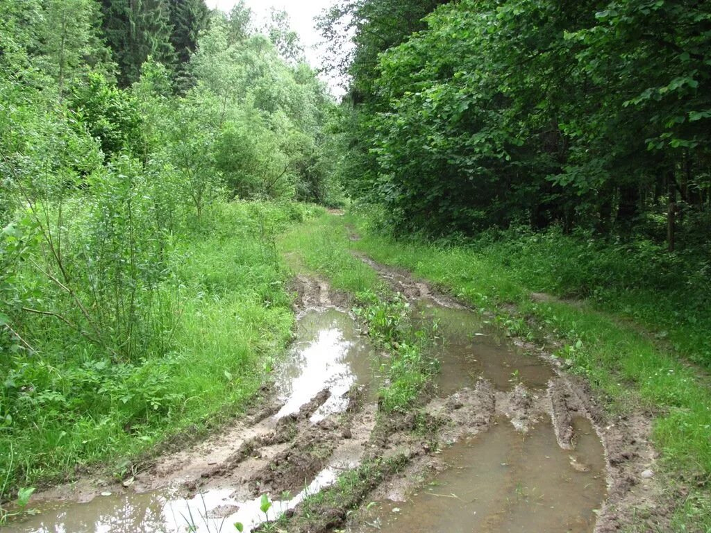 Лесная грязевая дорога фото бездорожье / лесная дорога ))) / Автор: *Акинфий