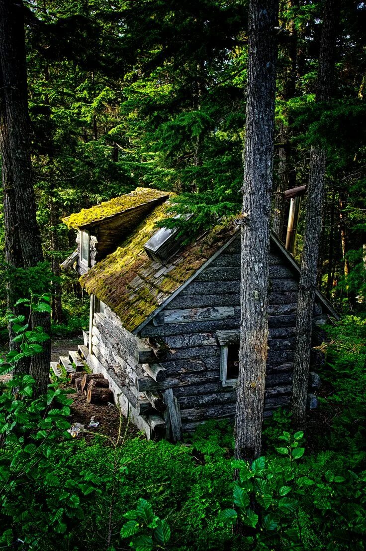 Лесная избушка фото Old mossy cabin next door to Hidden Creek B&B in 2020 Forest cabin, Cabins in th