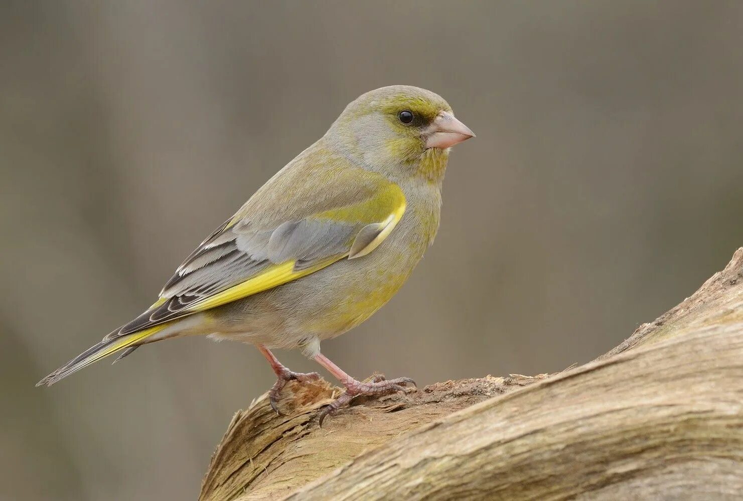 Лесная канарейка фото Обыкновенная зеленушка (Carduelis chloris). Обыкновенная зеленушка, Птицы, Пение