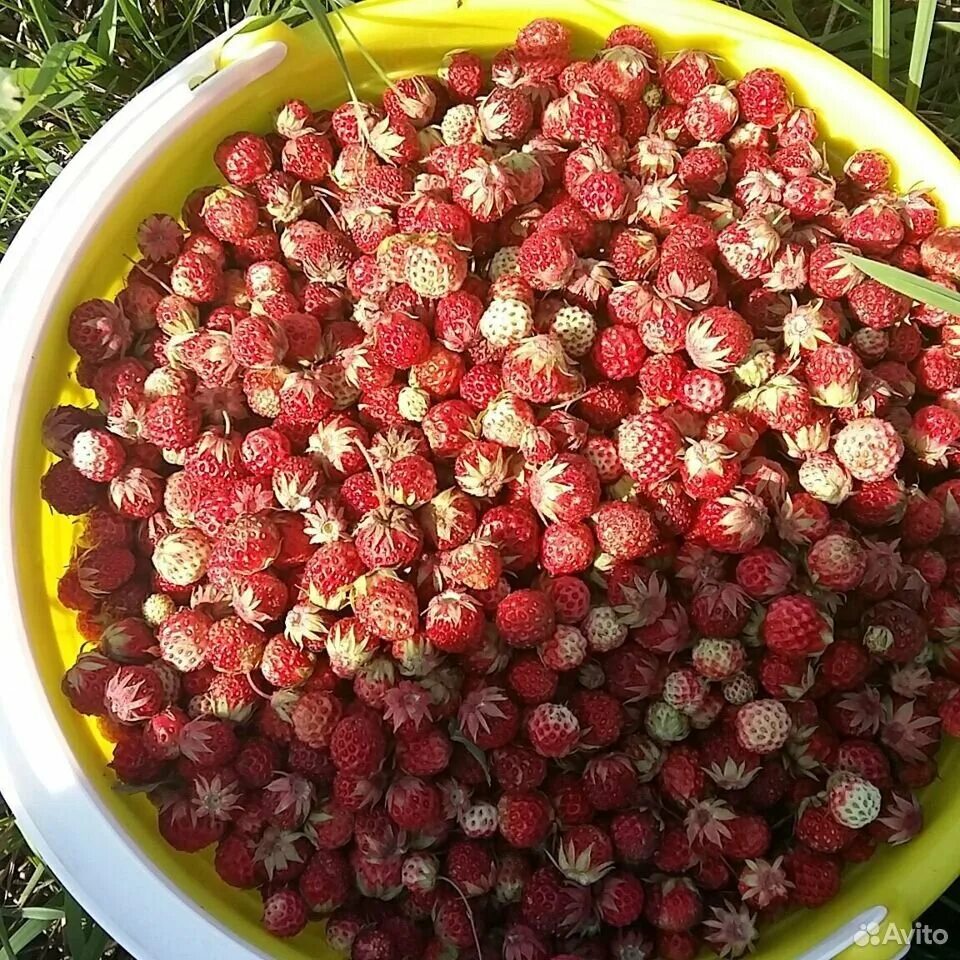 Лесная клубника фото в природе Клубника свежая лесная купить в Самаре Товары для дома и дачи Авито