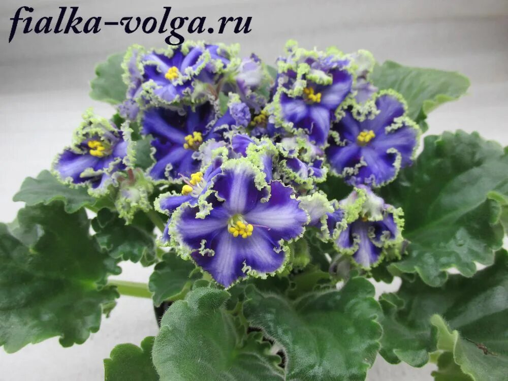 Лесная королева фиалка фото и описание Главная Сенполии Химеры Отечественные ND-Королева Красоты Сайт Светланы Самохино