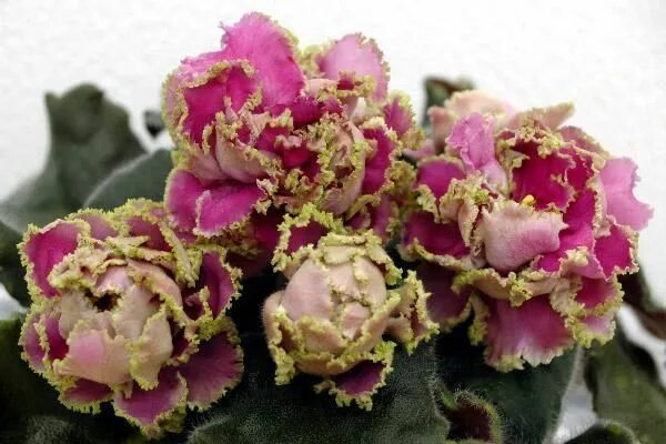 Лесная королева фиалка фото и описание Очарование природы - фиалки Сенполия, Фиалки, Природа
