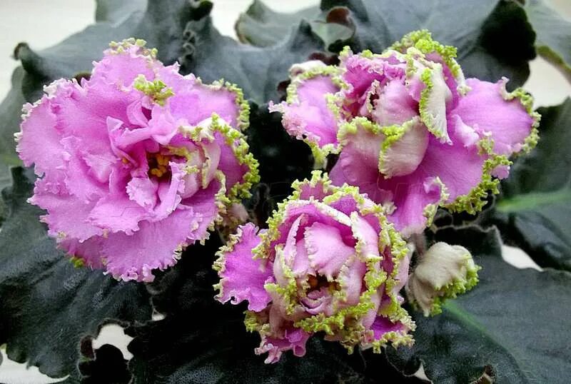 Лесная королева фиалка фото и описание Virtual Violet :: Просмотр темы - ЛЕ-Королева Джиневра (Е.Лебецкая)