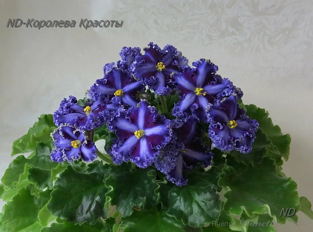 Лесная королева фиалка фото и описание Фиалка НД Королева красоты Химера: необычный сорт Натуралист Фотогалерея природы