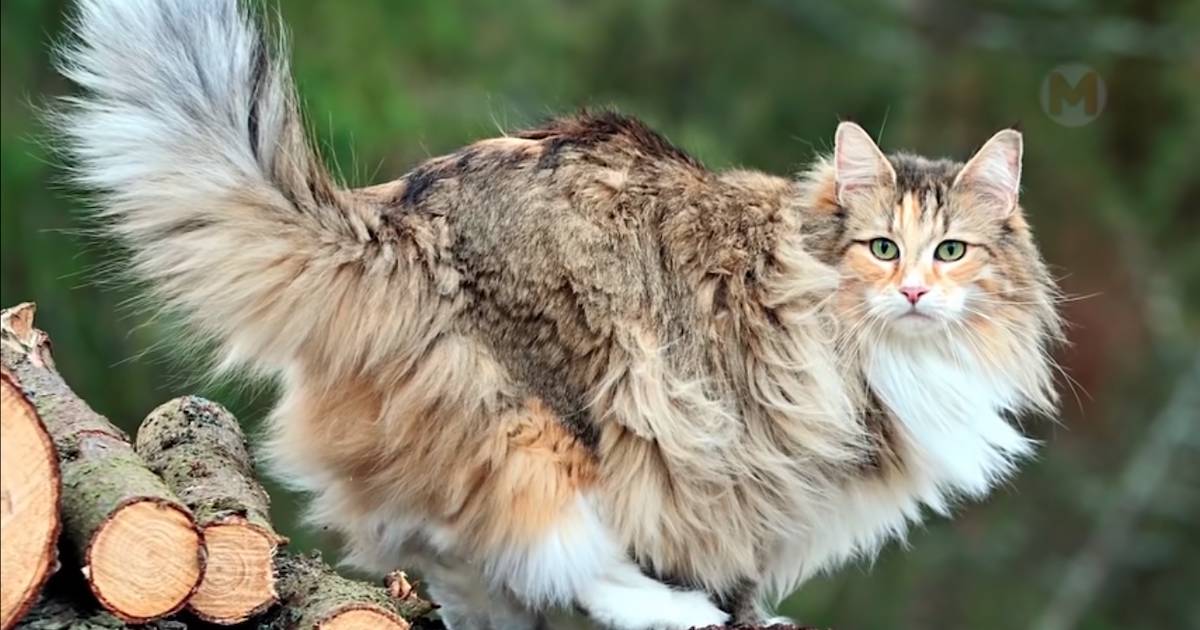Лесная кошка фото и описание породы Видео: Норвежский лесной кот и другие необыкновенные породы кошачьих