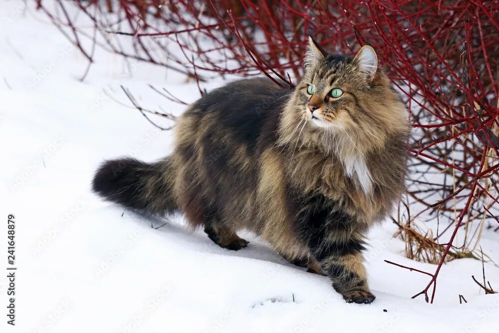Лесная кошка фото и описание породы Eine hübsche junge Norwegische Waldkatze auf der Jagd im Schnee фотография Stock