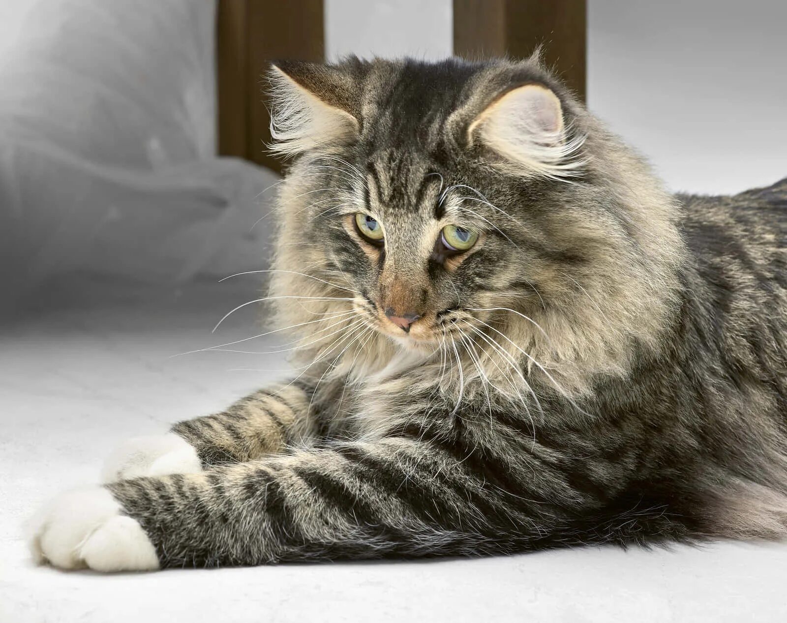 Лесная кошка фото и описание породы Download A Majestic Norwegian Forest Cat Lounging on a Rock Wallpaper Wallpapers