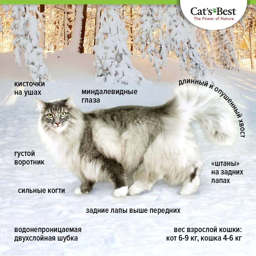 Лесная кошка фото и описание породы Норвежский лесной кот - история происхождения, характеристики и особенности поро