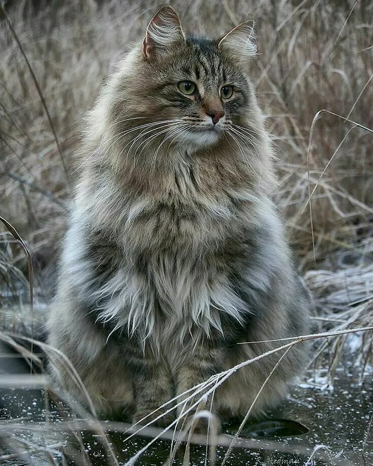 Лесная кошка фото в россии Pin on Animals Norwegian forest cat, Forest cat, Gorgeous cats