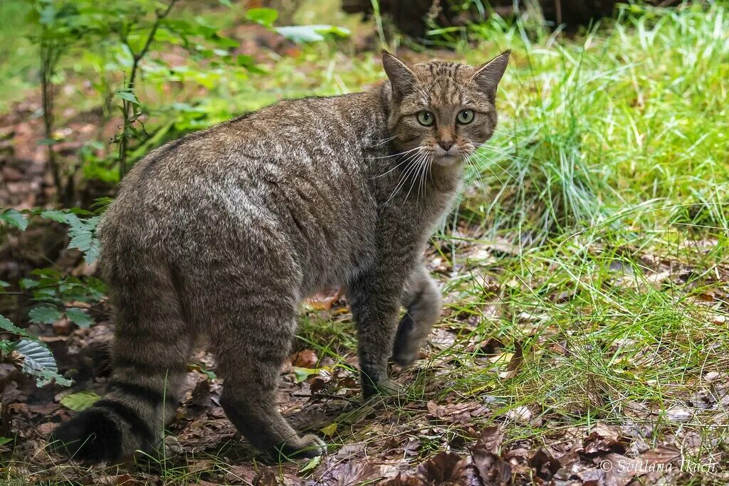 Лесная кошка фото в россии Felis silvestris / European wildcat / Eвропейский лесной к. Flickr