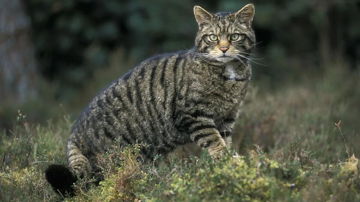 Лесная кошка фото в россии BBC Scotland - Scotland’s Animals, Series 1, Scottish Wildcats