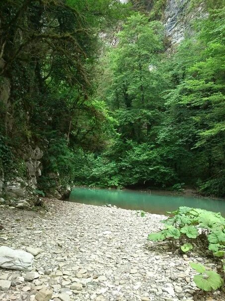 Лесная краснодарский край сочи фото Тисо-самшитовая роща - зеленый уголок, уникальный реликтовый заповедник площадью