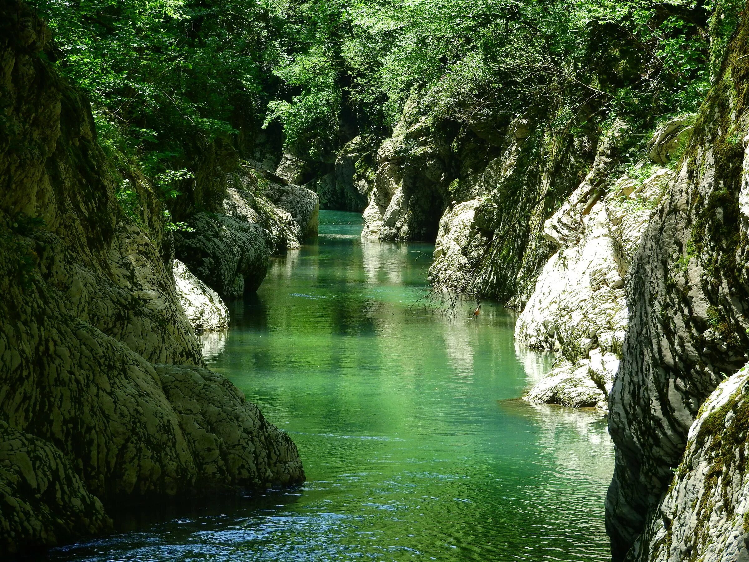 Лесная краснодарский край сочи фото Тисо-самшитовая роща, Сочи. Сайт, как добраться, цены 2024, отзывы, экскурсии, ф
