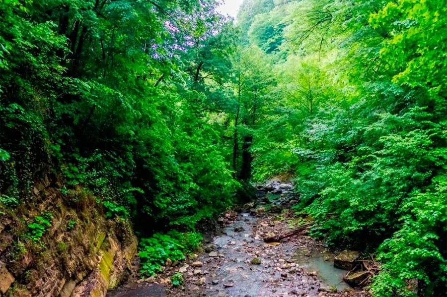 Лесная краснодарский край сочи фото Природный заповедник сочи