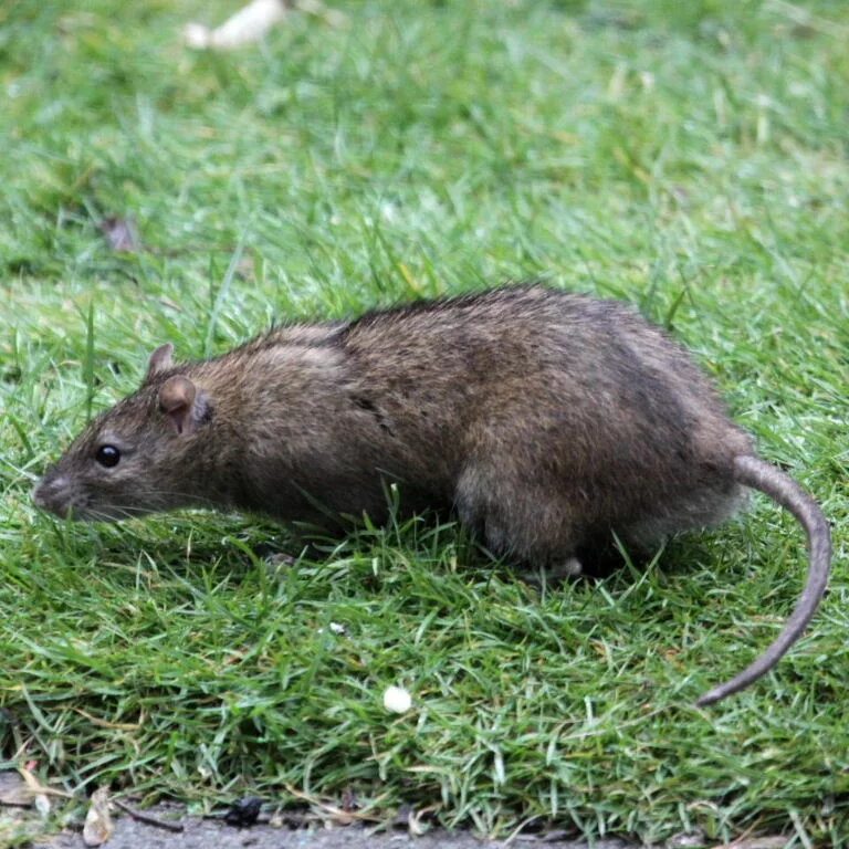 Лесная крыса фото и описание Rats - Barmac Pty Ltd