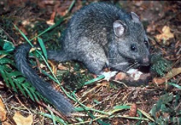 Лесная крыса фото и описание Bushy-tailed woodrat - Wikipedia