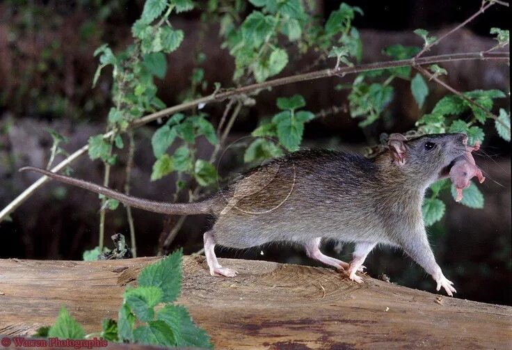 Лесная крыса фото и описание Pin on RATS I LOVE