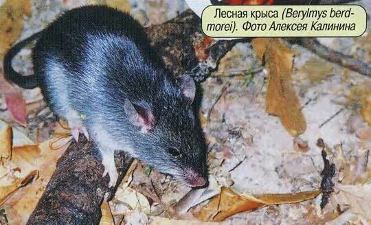 Лесная крыса фото и описание Млекопитающие тропических лесов Вьетнама. Сайт про зверей - ZveroSite.ru