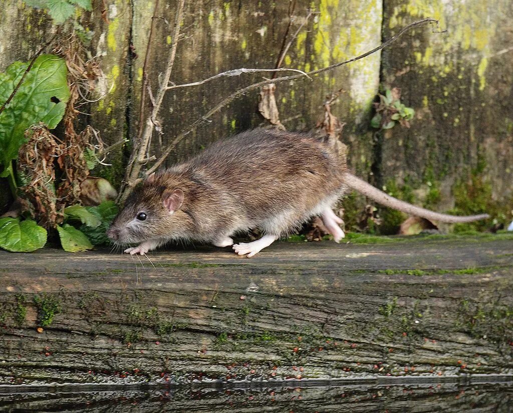 Лесная крыса фото и описание Brown rat running, Rattus norvegicus www.mikerae.com Brown rat, Pet rats, Rats