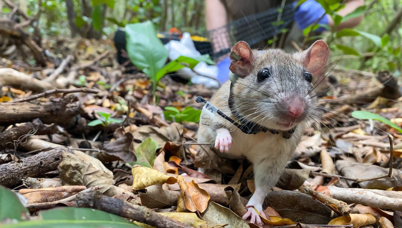 Лесная крыса фото и описание Meet Florida's Most Adorable Rodent and the Superfans Determined to Save It - At