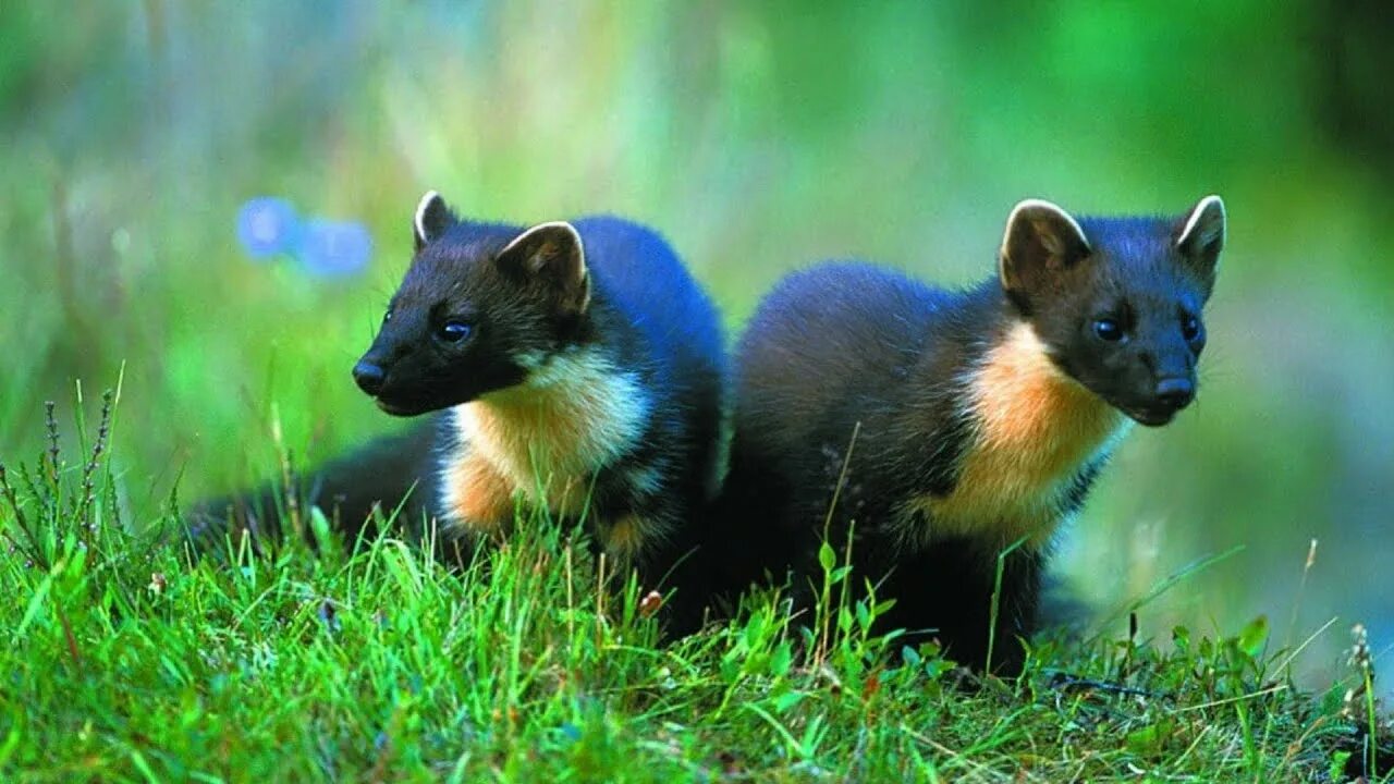 Лесная куница фото Weasel Interesting Facts and Features Weasel Relationship with Humans Where do W