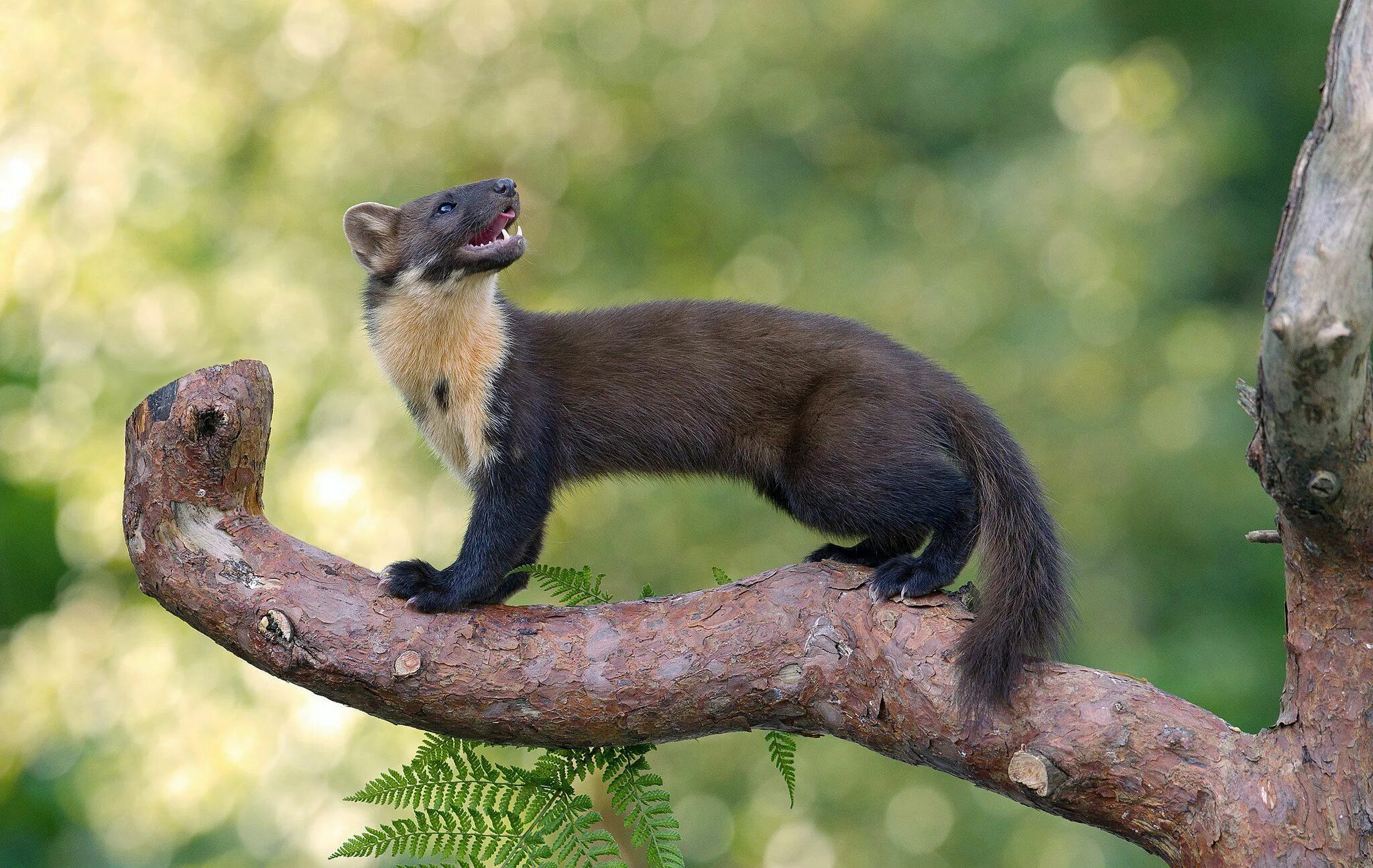 Лесная куница фото Pine Marten Animals, Pine marten, Dangerous animals