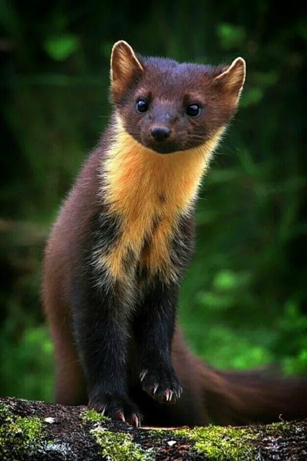 Лесная куница фото Yellow-Throated Marten Unusual animals, Cute animals, Animals