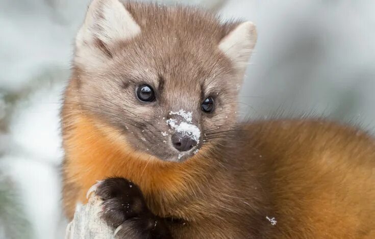 Лесная куница фото Photo wallpaper muzzle, animal, Marten, Seledochka Животные, Обои, Картинки