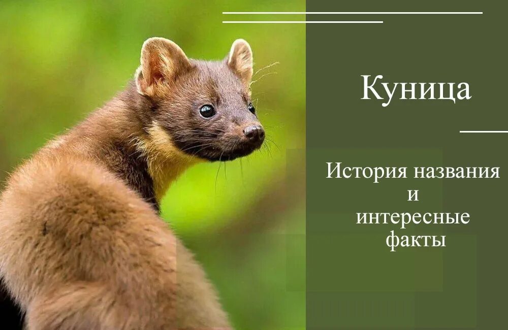 Лесная куница фото Куница. История названия и интересные факты. Милый зверек, что смотрит на вас с 