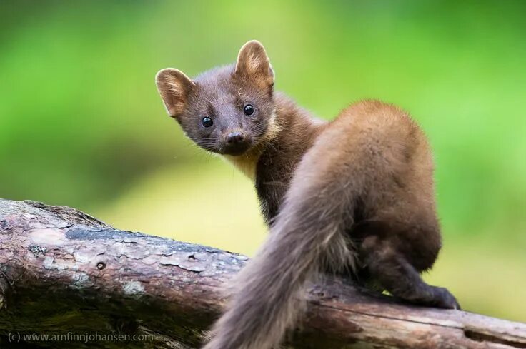 Лесная куница фото patronus - european pine marten Pine marten, Animal photo, Animals wild