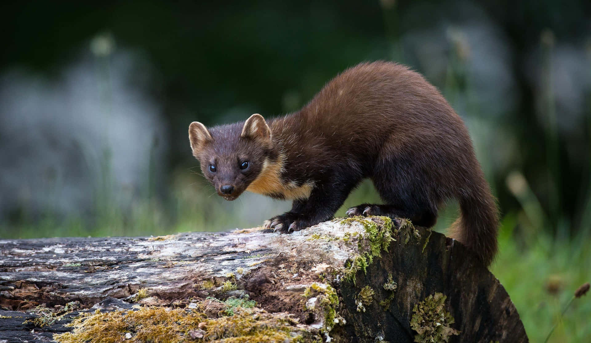 Лесная куница фото Download Pine Marten_on Log Wallpaper Wallpapers.com
