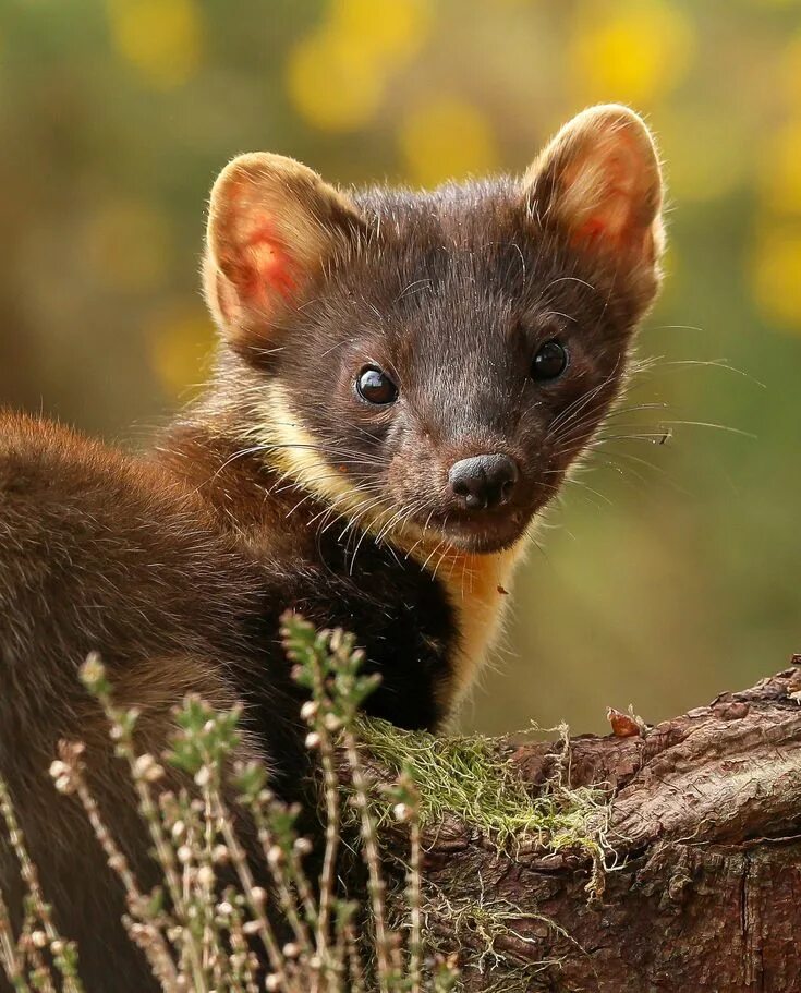 Лесная куница фото Pine marten portrait Animales, Vistas, Singular