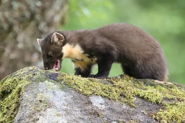 Лесная куница фото Pine marten spotted in Cornwall for first time in a century