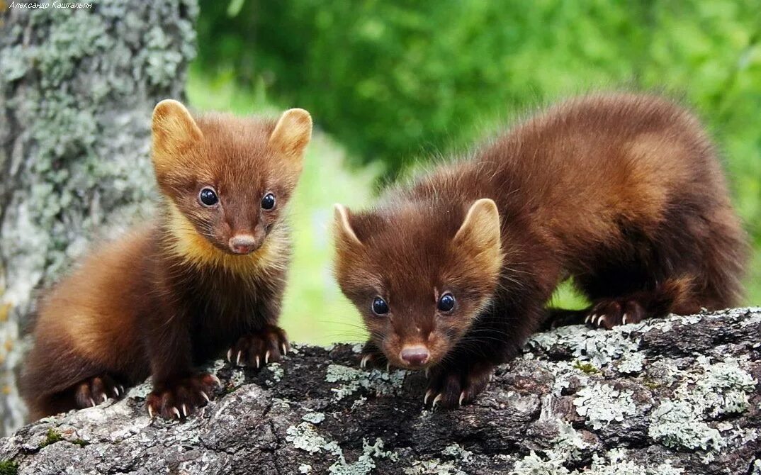 Лесная куница фото Épinglé sur Animal Bébés animaux, Animaux, Mignon