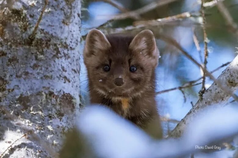 Лесная куница в подмосковье фото Why spotting a 'forest kitten' can be challenging but fascinating CBC News
