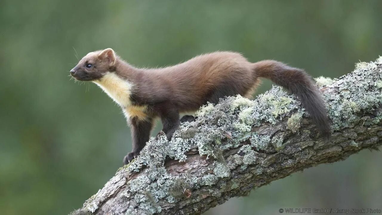 Лесная куница в подмосковье фото Pin by Mary Beth Rogers Garay on Millie Marotta Coloring Pine marten, Martens, A