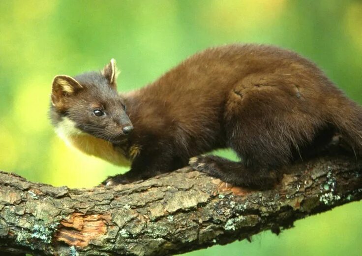Лесная куница в подмосковье фото Пин на доске weasels and family Побережье, Скандинавия, Исландия